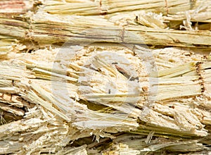 Close up stack bagasse of sugarcane and bee