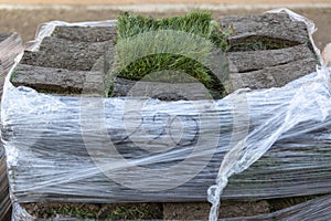 Close up of stack of sod turf grass rolls, ready for laying in new lawn. Natural grass installation