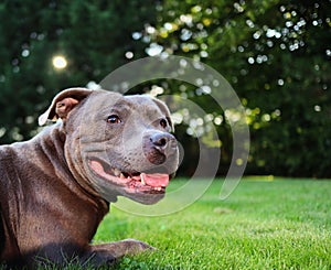 Close-up of Staffordshire Bull Terrier