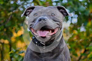 Close-up of Staffordshire Bull Terrier Head in Nature