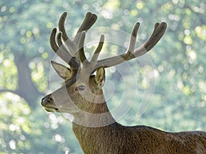 Close up of a stag against a misty background