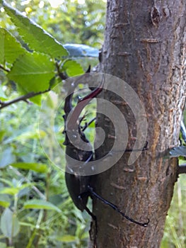 Close-up on a stag beetle