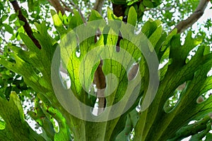 Close Up of Staghorn Fern Leaf Texture