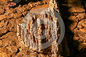 close up of stalagmit in Rangko Cave West Manggarai photo