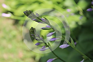 Close up of a stalk of Hosta ventricose with purple flower buds photo