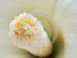 close up of the stamen of an arum lily flower, depth of field