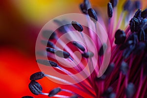 Close-Up of Stamen of Flower
