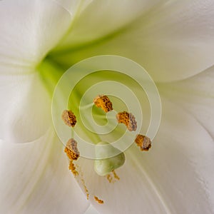 Close up of stamen of a lily