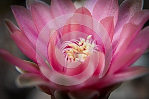 Close up stamen or male filament of gymnocalycium cactus