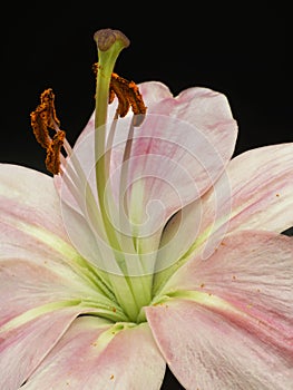 Close up of stamen and pistil of pink lily