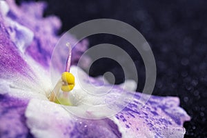 Close-up of a stamen and pistil of a purple violet. Soft abstract image of a beautiful variegated purple flower