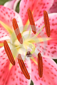 Close Up of the Stamen and Pollen in a Lilly