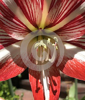 Close up of stamen in red and white Striped Barbados Lily