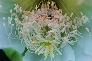 Close up stamen and stigma of cereus cactus flower
