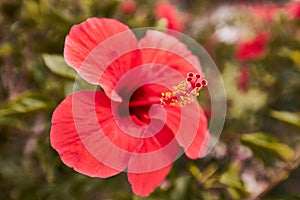 Close-up of the stamen with yellow pollen, a red hibiscus flower. Spring flower.