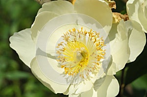 Close-up of stamens and pistil of a white flowering peony