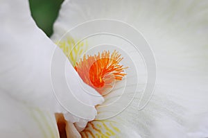 Close-up of stamens with pollen and petals. Macro photo of a white yellow iris flower