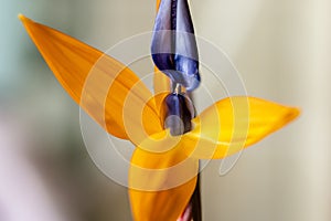 A close-up of the stamens of strelitzia flower