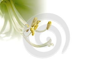 Close-up of the stamens of a white lily flower