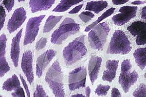 Purple giraffe