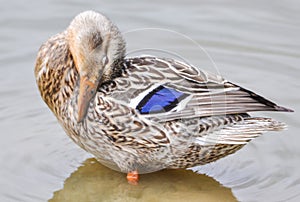 Close up of Standing Mallard duck in a lake, female