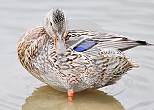 Close up of Standing Mallard duck in a lake, female