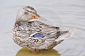 Close up of Standing Mallard duck in a lake, female