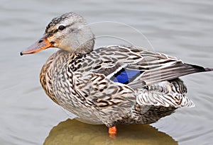 Close up of Standing Mallard duck in a lake, female