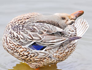 Close up of Standing Mallard duck in a lake, female