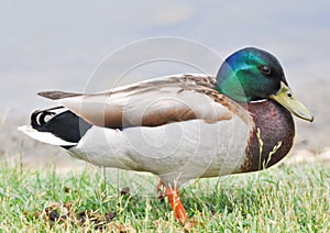 Close up of Standing Mallard duck in a lake, male