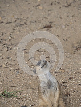 Close up standing meerkat or suricate, Suricata suricatta looking up, selective focus, copy space for text