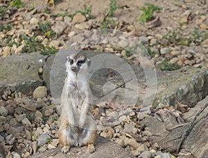 Close up standing meerkat or suricate, Suricata suricatta looking up, selective focus, copy space for text