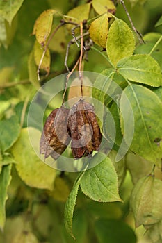 a close up of Staphylea, called bladdernuts in the autumn garden