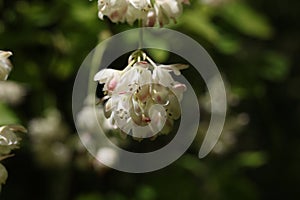 a close up of a Staphylea pinnata blossom