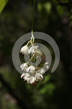 a close up of a Staphylea pinnata blossom