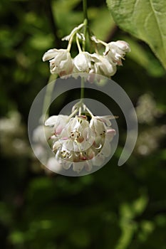 a close up of a Staphylea pinnata blossom