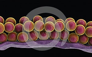 Staphylococcus aureus bacteria cells microscopic view science and medicine concept