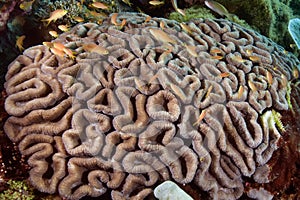 Close up of star coral Favites pentagona showing its` natural pattern