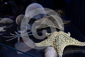 Close-up, starfish on a dark background in the aquarium. photo