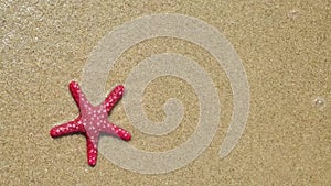 close up of starfish on sand at the beach with space for text
