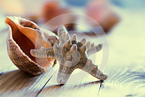 Close-up of starfish seashell on old wooden board