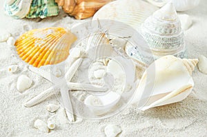 Close up of starfish and seashells on white sand background