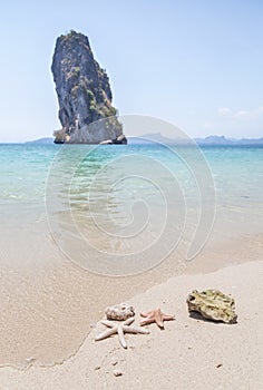Close up starfishs and shells on sandy beach