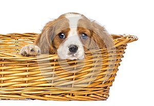 Close-up of a staring Cavalier King Charles Puppy, 2 months old