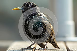 Close-up of a starling