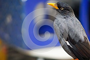 Close-up of a starling. Javan myna or Jalak Kebo (Acridotheres javanicus)