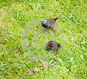 Close up of starlings on the grass outside in garden eating