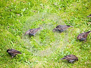 Close up of starlings on the grass outside in garden eating
