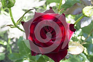 close-up: starshaped dark red rose photo