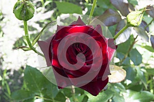 close-up: starshaped dark red rose photo